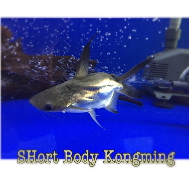 Kong deals ming fish
