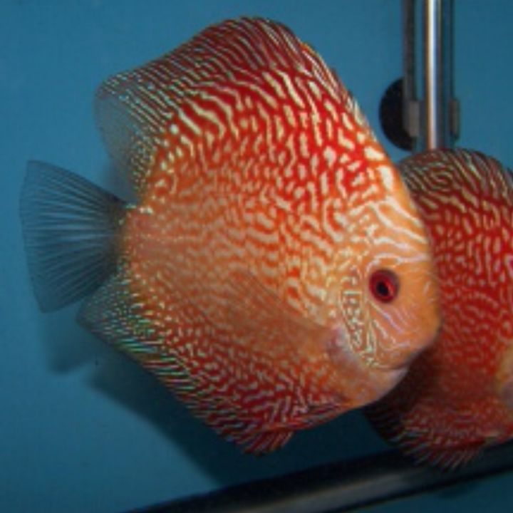 discus fish