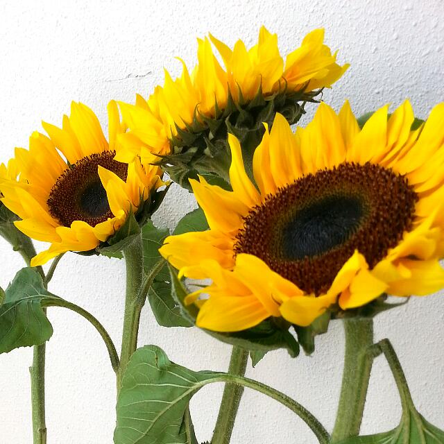 Fresh Sunflowers, Bulletin Board, Preorders on Carousell