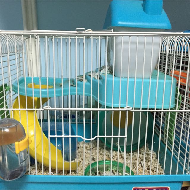 Hamster Cage Winter White Hamster Pet Supplies On Carousell
