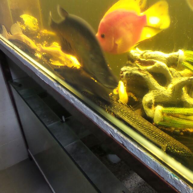Fishes, Pet Supplies, Homes & Other Pet Accessories on Carousell