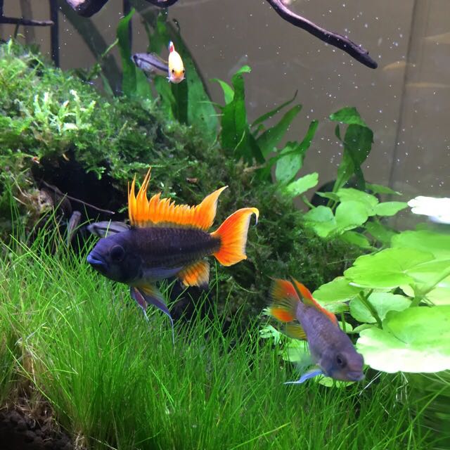 1ft Planted Tank Apistogramma Cacatuoides Double Orange Pet Supplies Homes Other Pet Accessories On Carousell