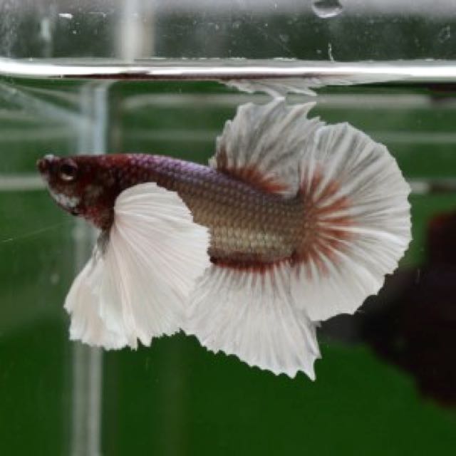 jumbo betta fish
