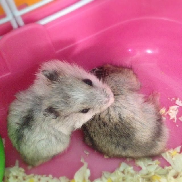Pearl Winter White Hamster Women S Fashion On Carousell