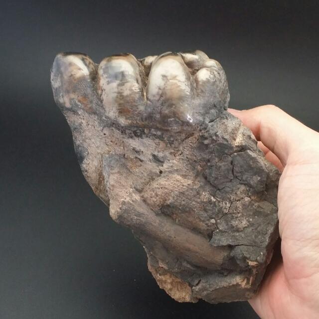 dinosaur molar tooth