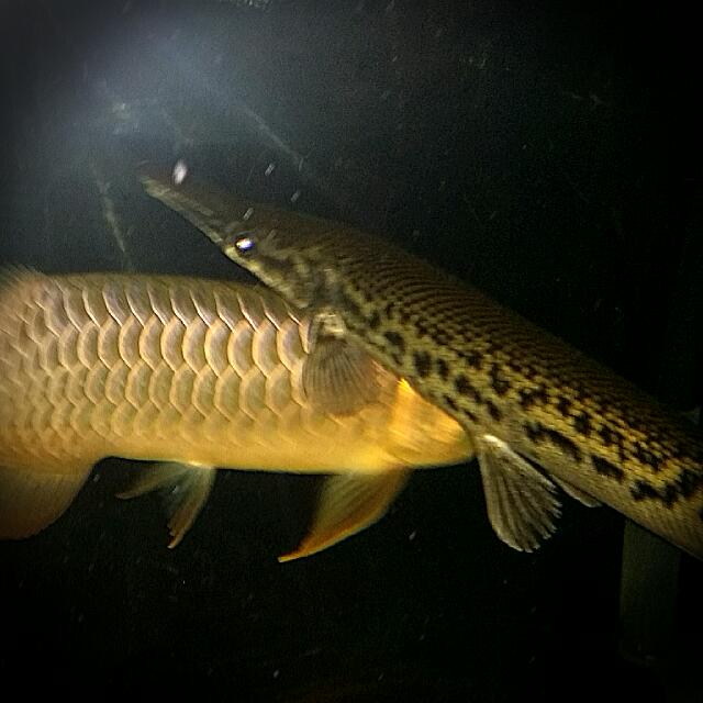 ALLIGATOR GAR FOR SALE!!! 18 INCH MONSTER... PRICE $30..., Everything