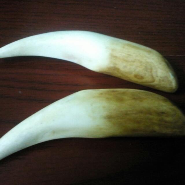 Tiger Sharp Teeth, Everything Else on Carousell