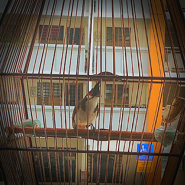 Burung Merbak Jambul Everything Else On Carousell