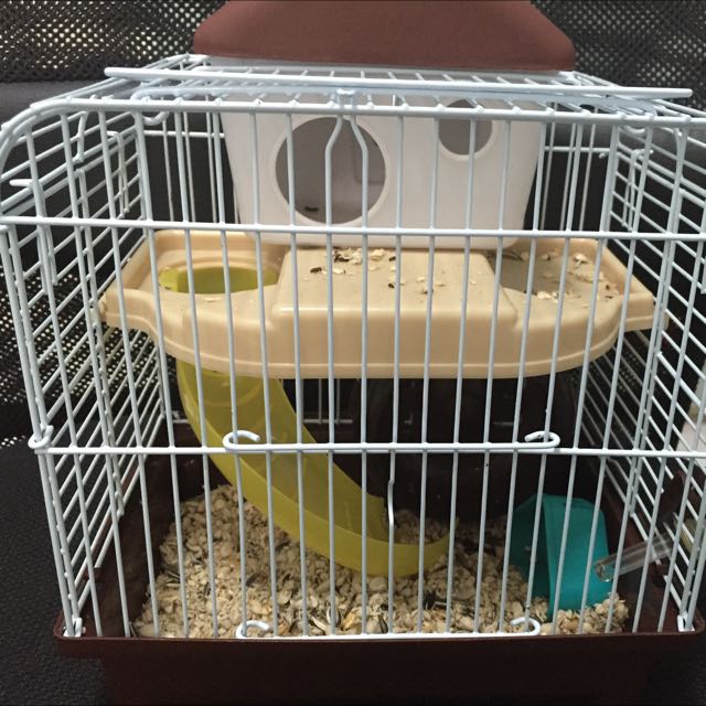 Hamster Cage 1 Baby Winter White Hamster Pet Supplies On Carousell