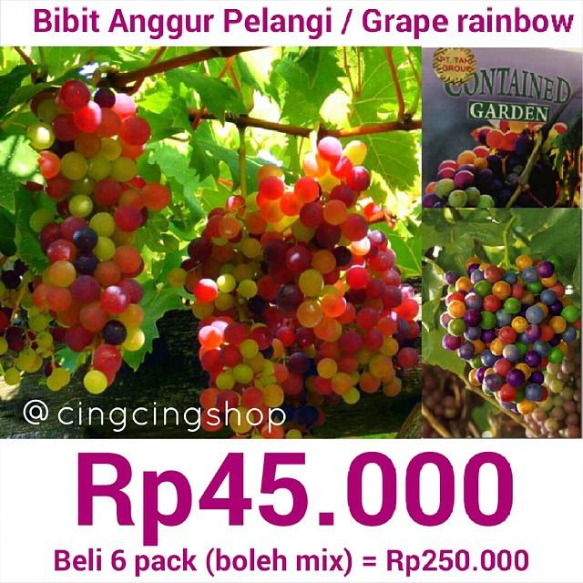 Benih Grape Rainbow Bibit Grape Rainbow Bibit Anggur Rainbow