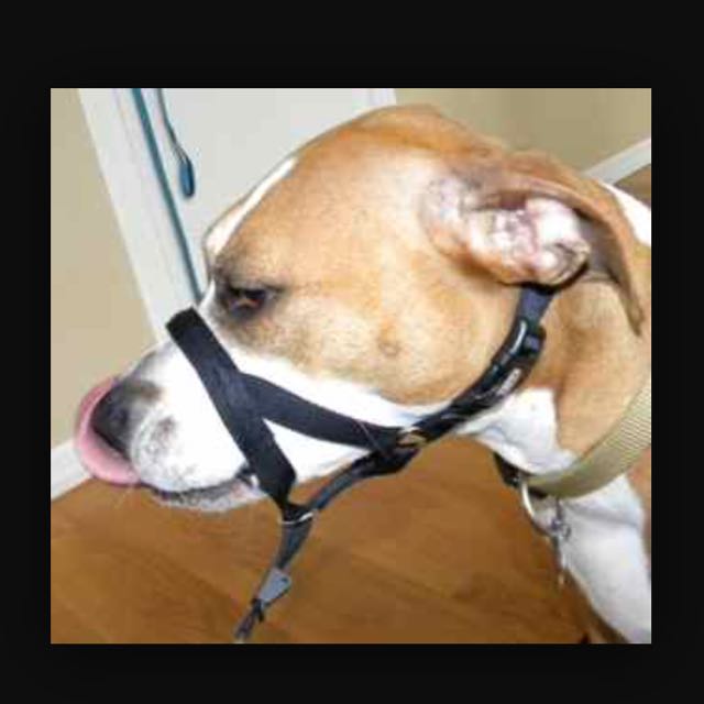 Holt Head Collar Pet Supplies Health Grooming on Carousell