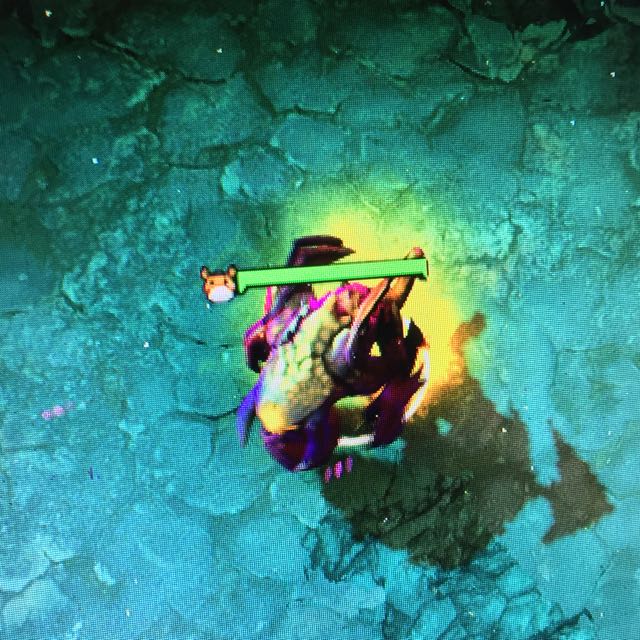 Dota 2 unusual baby roshan hobbies toys toys games on carousell
