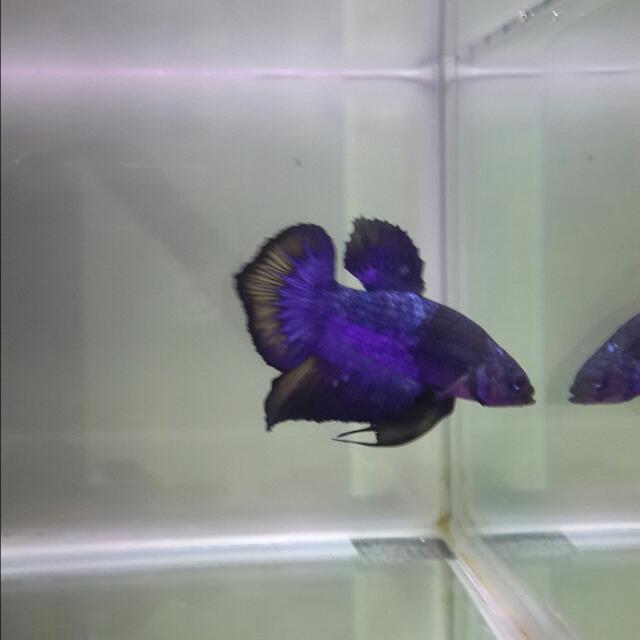Spade Tail Betta Pet Supplies Homes Other Pet Accessories On Carousell