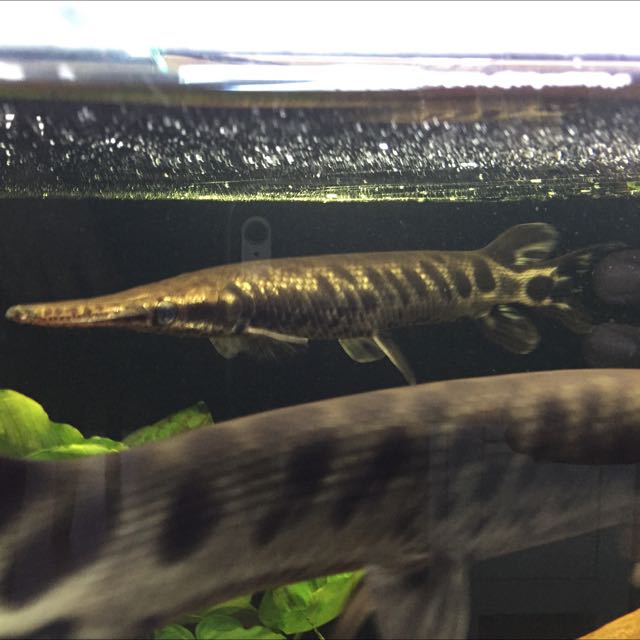 Tropical gar for hotsell sale