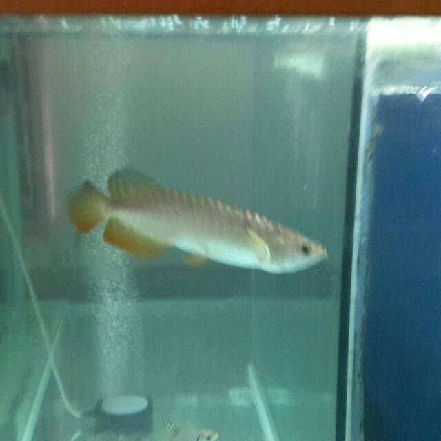 Pin On Arowana
