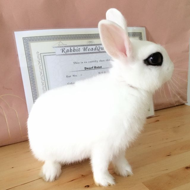 dwarf hotot rabbit for sale