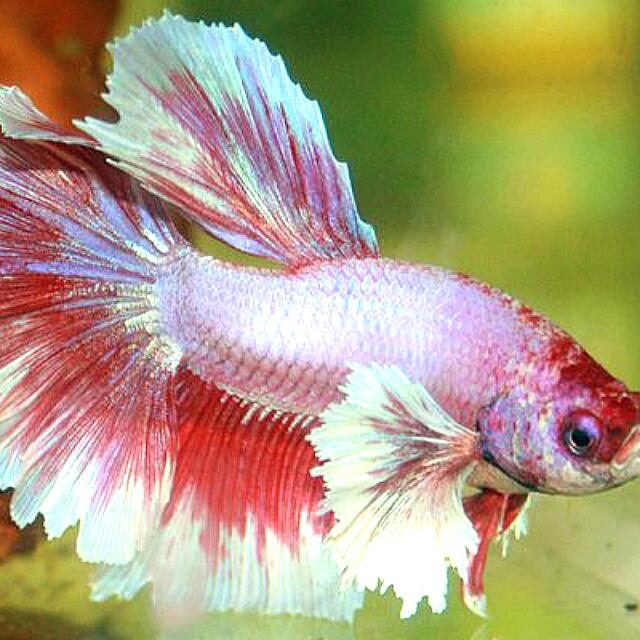 dumbo betta fish for sale