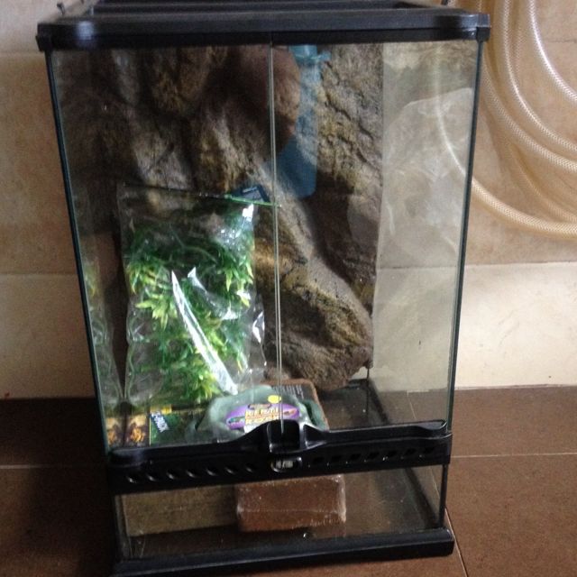 Exo Terra Tank (second Hand), Pet Supplies, Homes & Other Pet