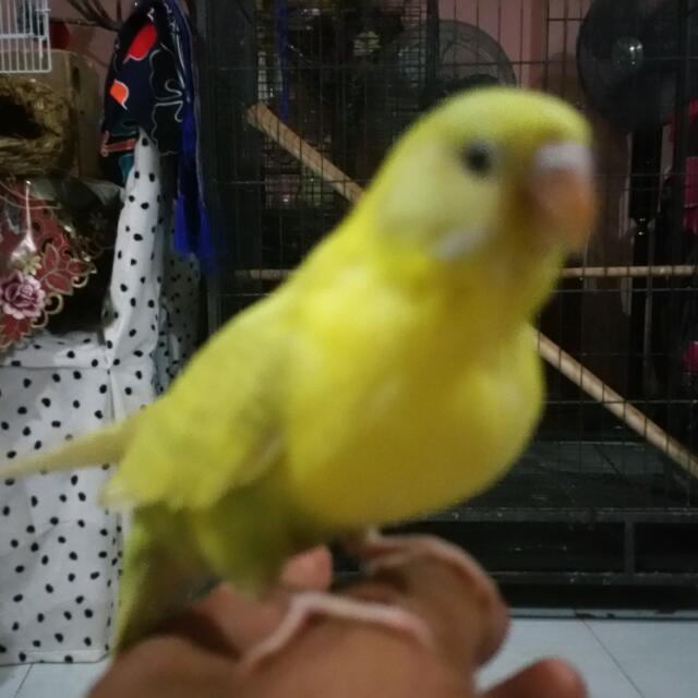 female budgies for sale