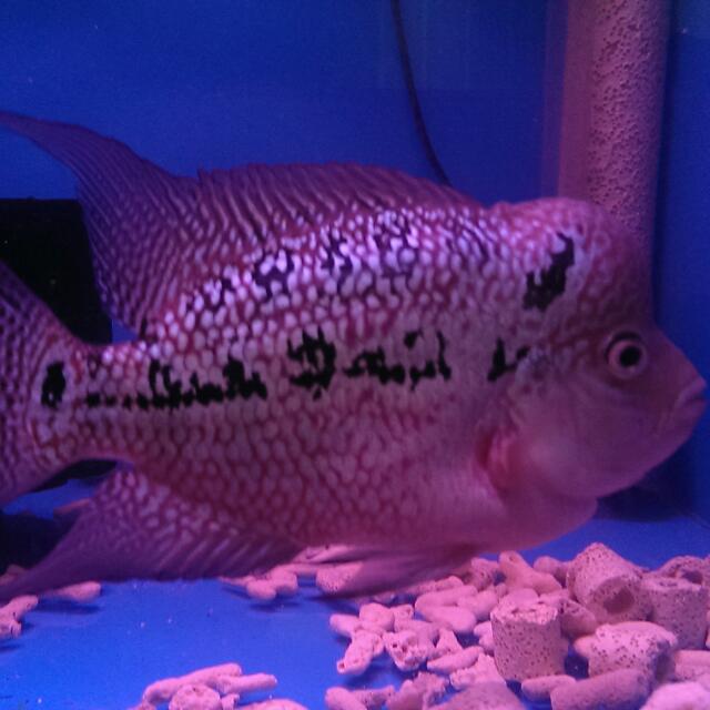 King kamfa & Thai Silk Flowerhorn Fish, Pet Supplies, Pet Food on Carousell