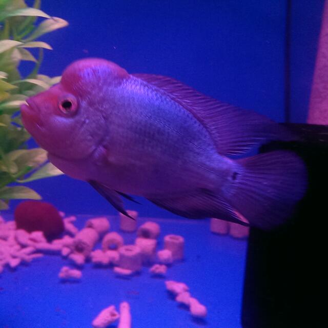 King kamfa & Thai Silk Flowerhorn Fish, Pet Supplies, Pet Food on Carousell