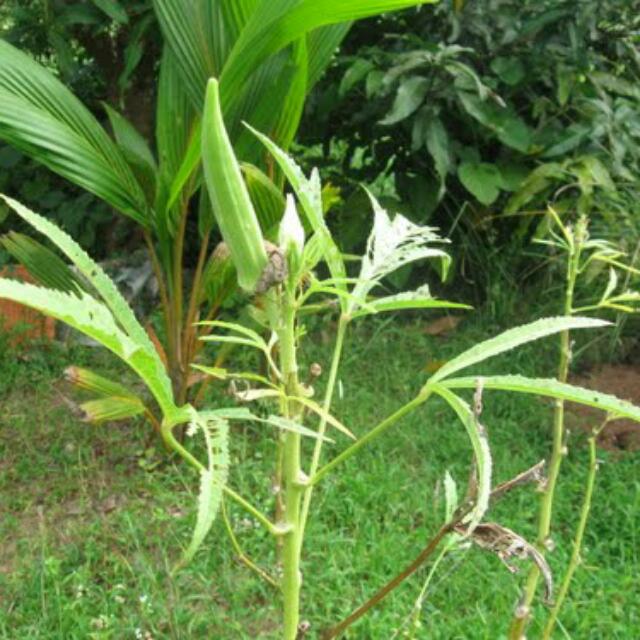 Okra Lady Finger Plant Saplings Bulletin Board Preorders On Okra Lady Finger Plant Saplings Bulletin Board Preorders On Carou