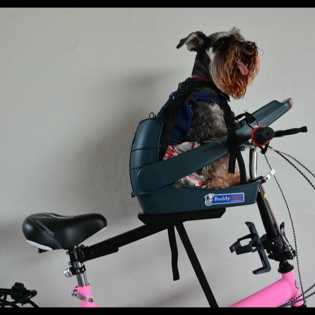 Buddyrider ebay clearance