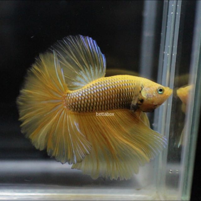 Pineapple betta fish cheap