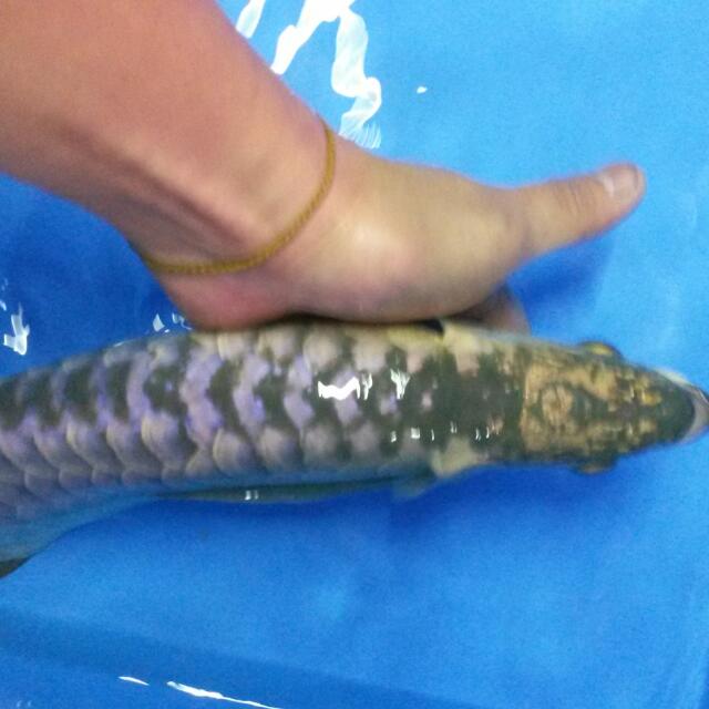 Blue Base Golden Head Cross Back Arowana Pet Supplies On Carousell