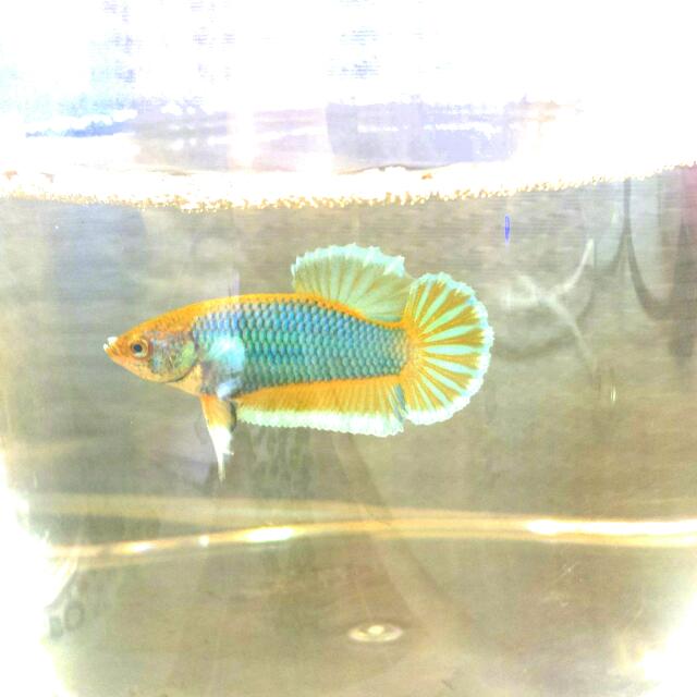 pineapple betta fish