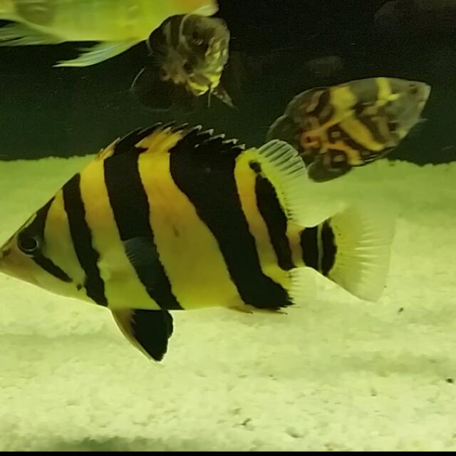 Tiger fish 3 bar clearance