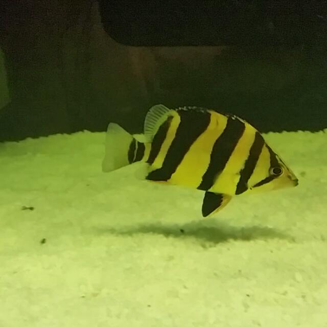 Tiger fish 3 bar clearance
