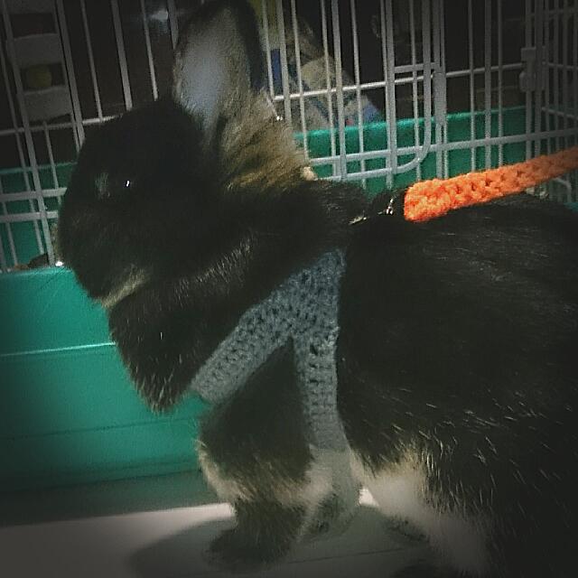 (currently Unavailable) Rabbit Bunny Crochet Harness Leash, Pet