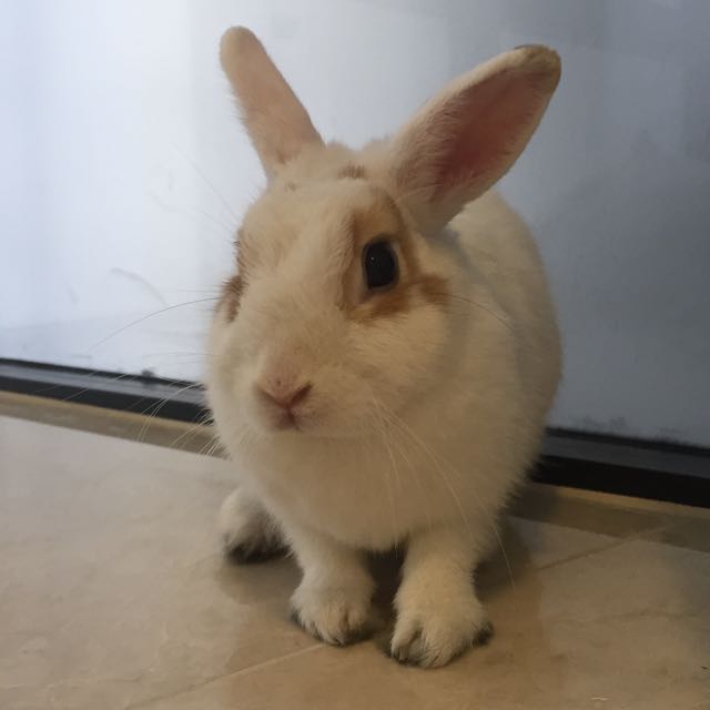 Netherland Dwarf For Adoption Pet Supplies Homes Other Pet