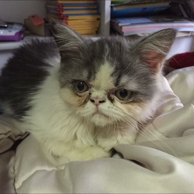 Kitten Flat Faced Persian Male Everything Else On Carousell