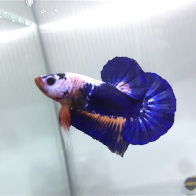 Competition betta sales fish for sale