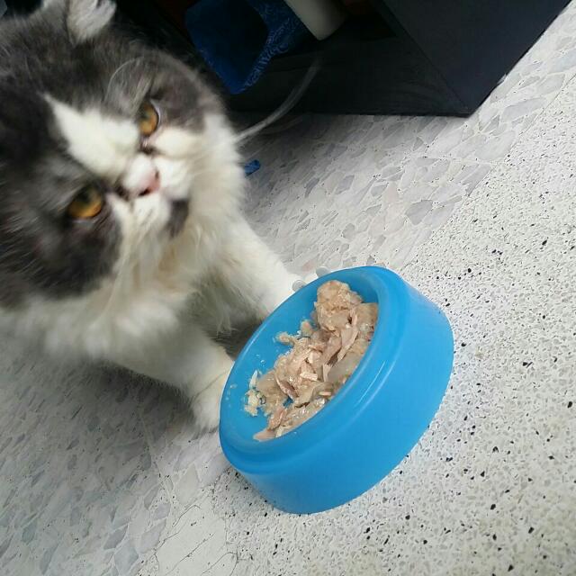 Persian Cat Flat Face Pet Supplies On Carousell