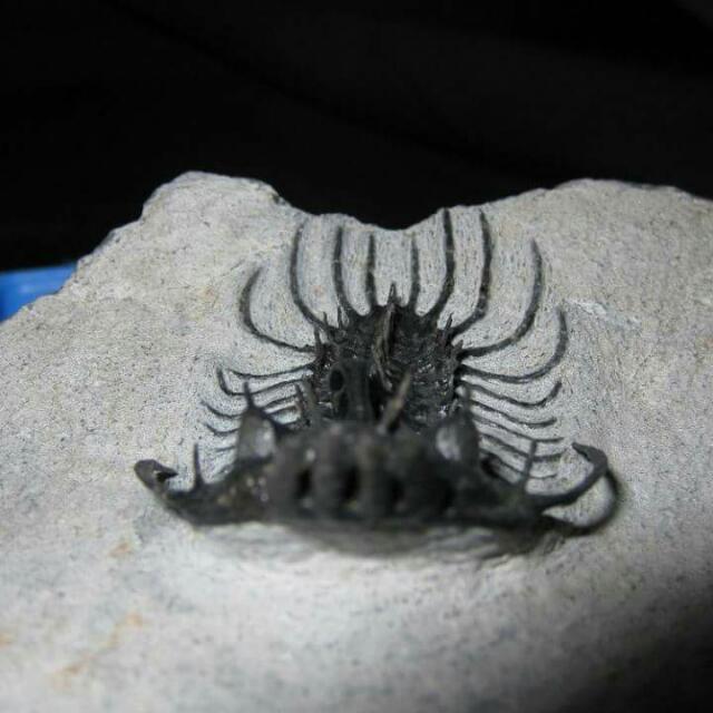 Genuine Fossil Trilobite Quadrops Flexuosa Vintage Collectibles On Carousell genuine fossil trilobite quadrops flexuosa
