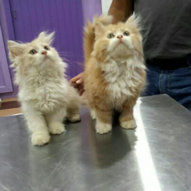 Kucing Persien Medium