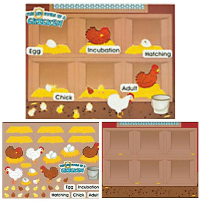 Chicken Life Cycle Sticker Scene Babies Kids On Carousell