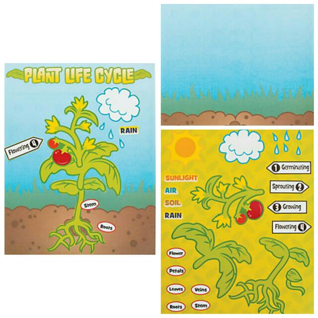 Plant Life Cycle Sticker Scenes Babies Kids On Carousell
