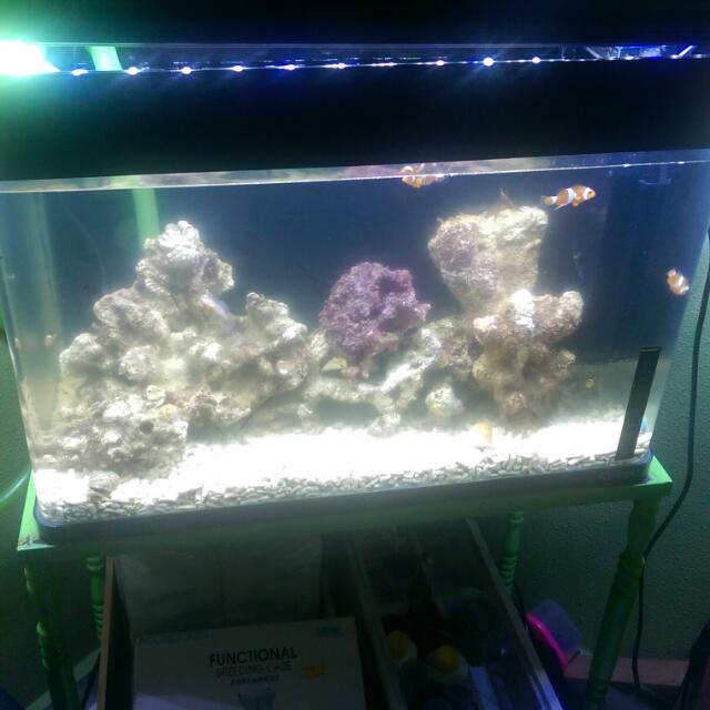 2ft Curved Fish Tank With Ohf Cover With White Led Lighting