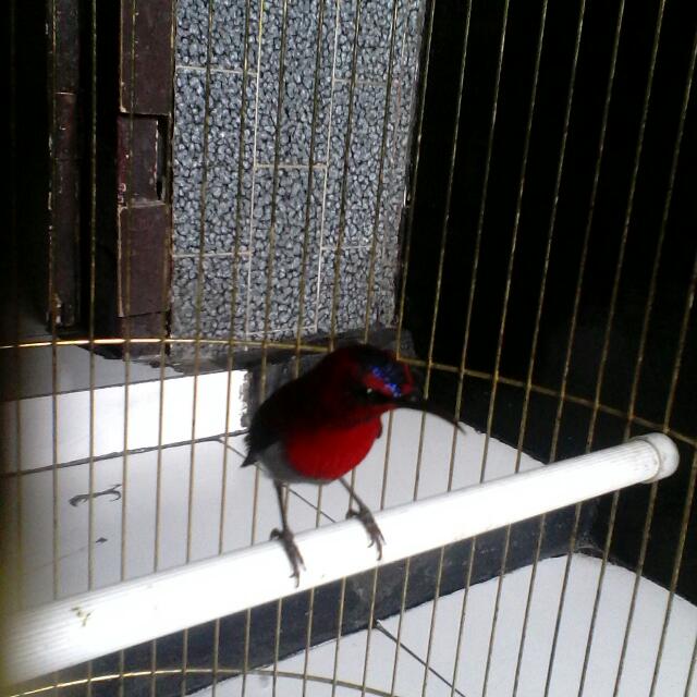 Burung Kolibri Sepah Raja Pet Supplies On Carousell
