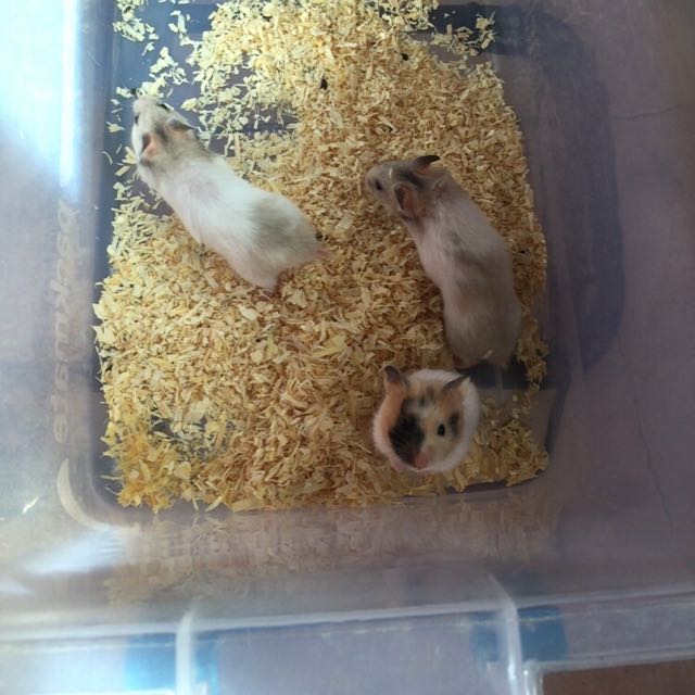Pets4homes hamsters top