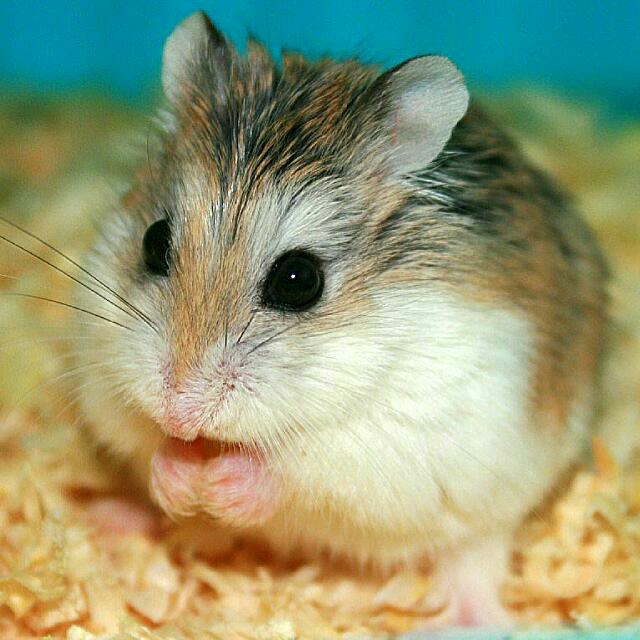 Roborovski sales hamster adoption