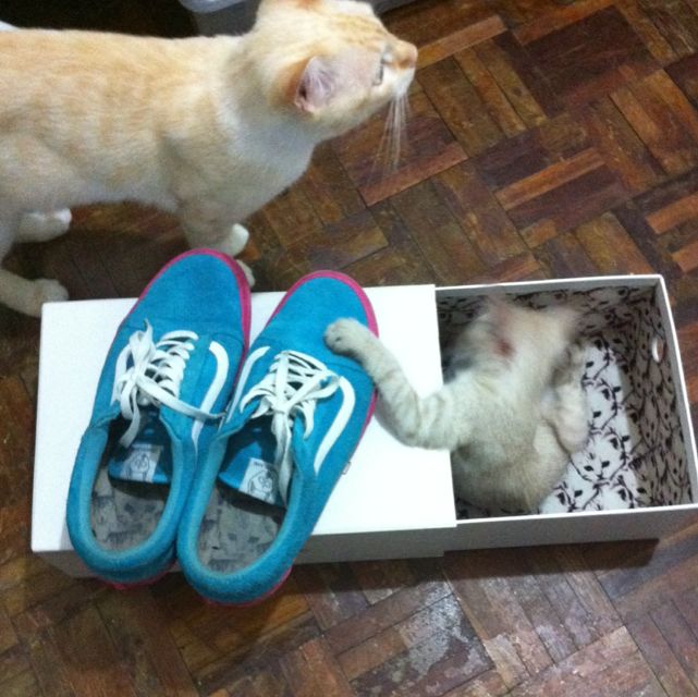 Wolf hot sale gang vans