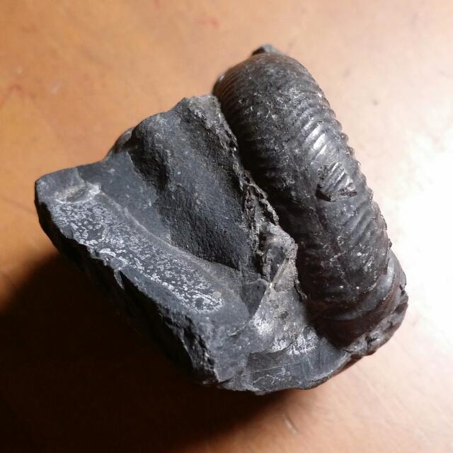 Borneo Ammonite Fossil Indonesia Malaysia Authentic Dinosaur Age