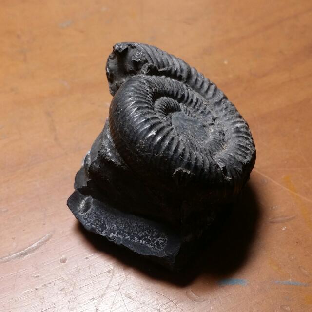 Borneo Ammonite Fossil Indonesia Malaysia Authentic Dinosaur Age