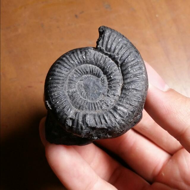 Borneo Ammonite Fossil Indonesia Malaysia Authentic Dinosaur Age