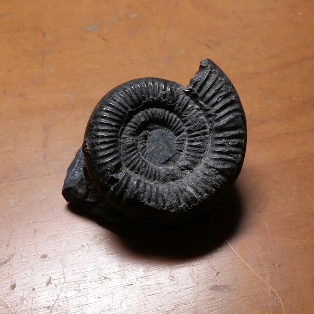 Borneo Ammonite Fossil Indonesia Malaysia Authentic Dinosaur Age